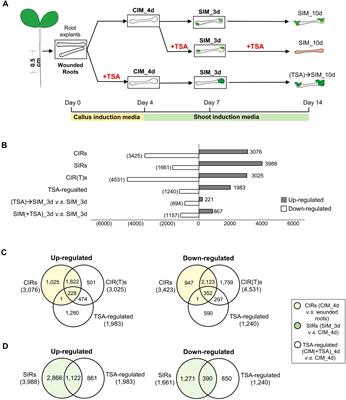 Inhibition of histone deacetylase in Arabidopsis root calli promotes de novo shoot organogenesis